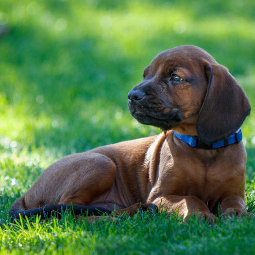 Bavarian mountain sales hound pup